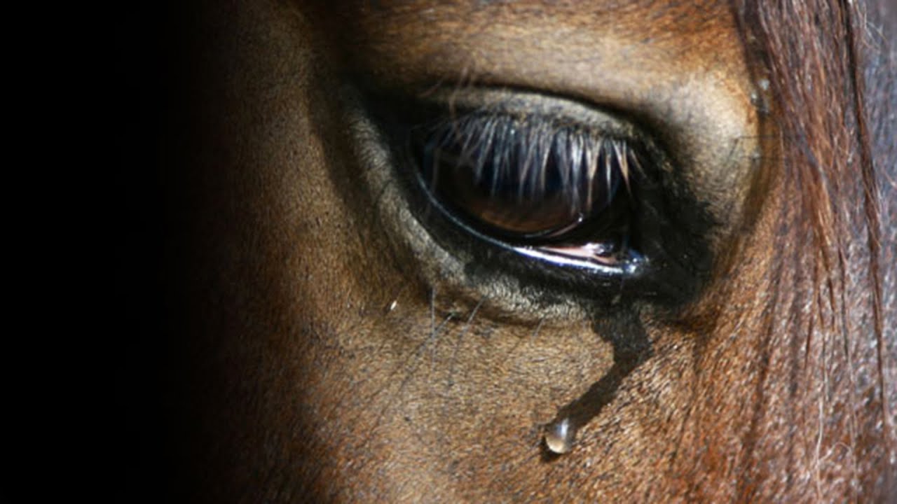 indian horse abuse essay